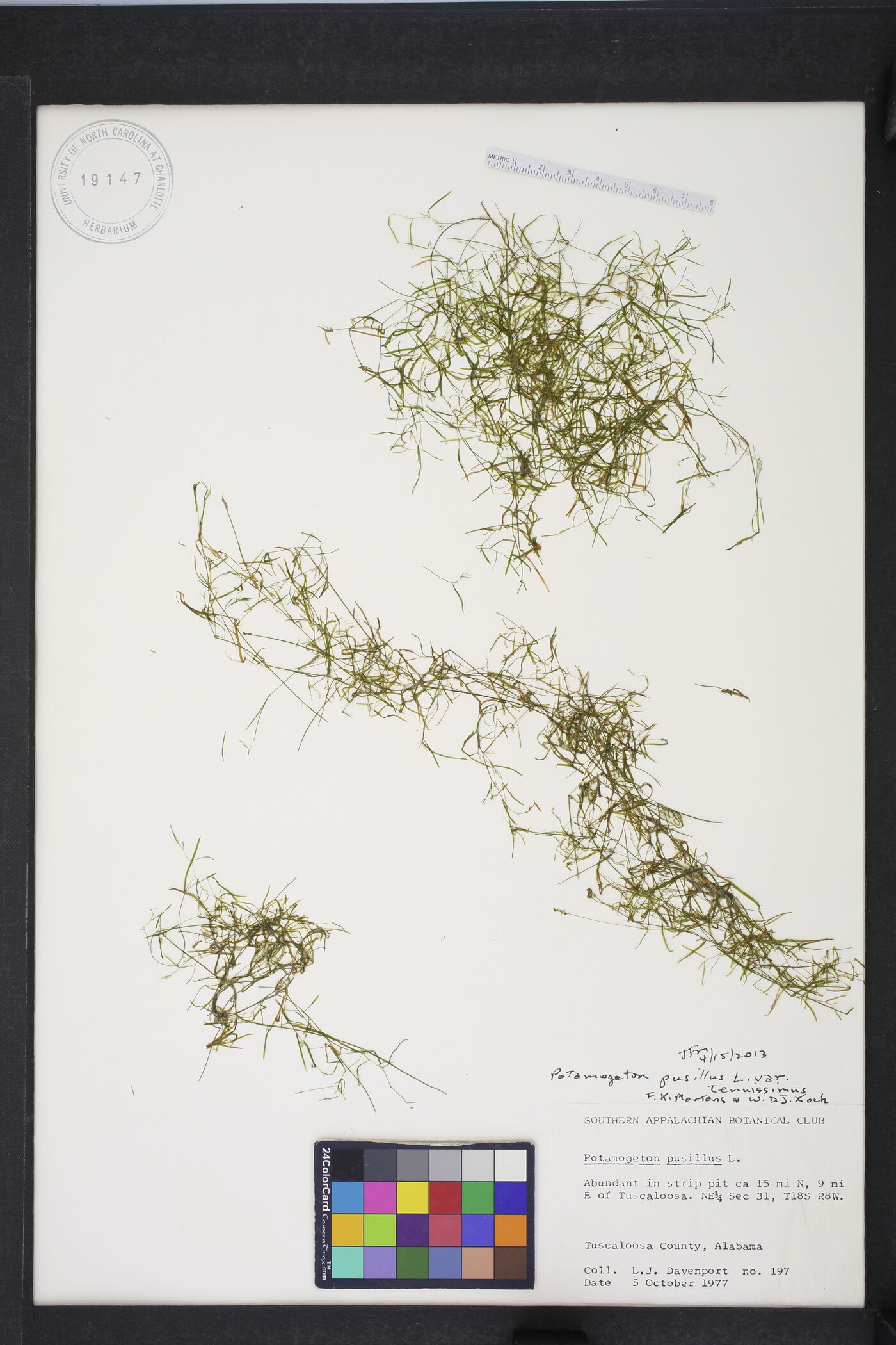 Potamogeton berchtoldii subsp. berchtoldii image