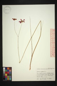 Coreopsis nudata image