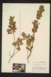 Lonicera oblongifolia image