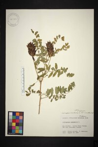 Astragalus canadensis var. canadensis image