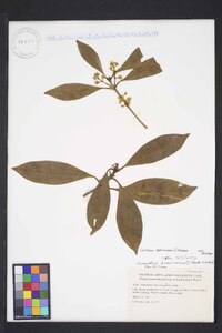 Osmanthus americanus image