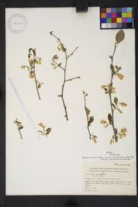 Styrax americanus var. pulverulentus image