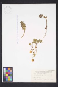 Lamium purpureum image