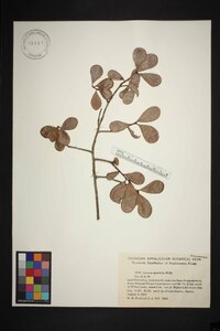 Quercus myrtifolia image