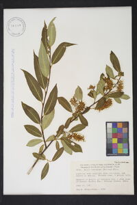 Salix serissima image