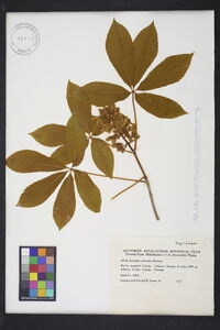 Aesculus sylvatica image