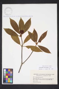 Illicium floridanum image