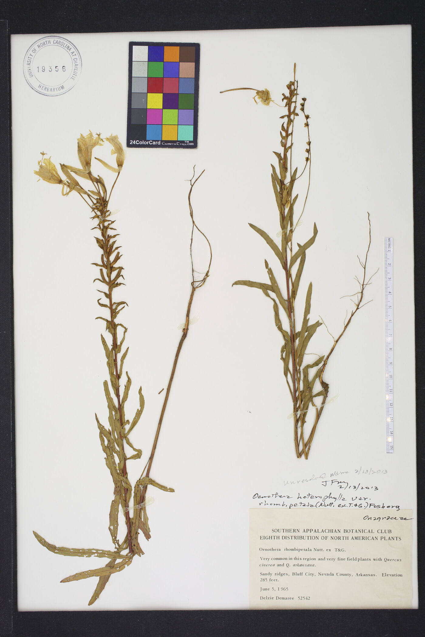 Oenothera rhombipetala image