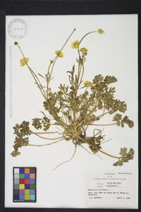 Ranunculus bulbosus image