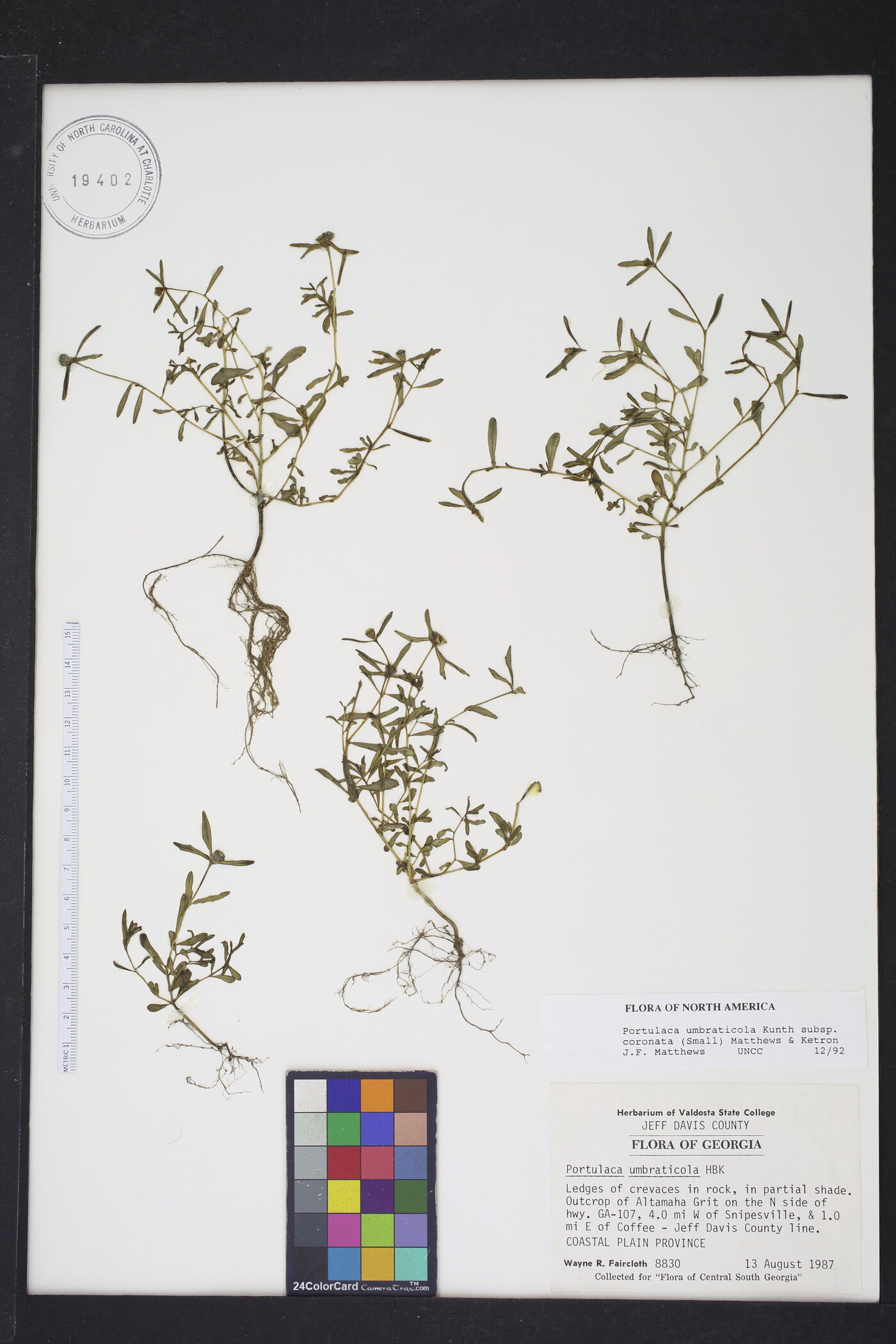 Portulaca umbraticola subsp. coronata image