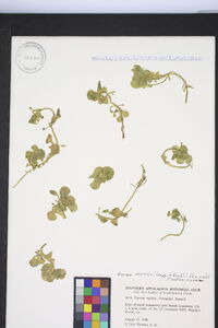 Bacopa egensis image