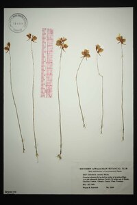 Utricularia cornuta image