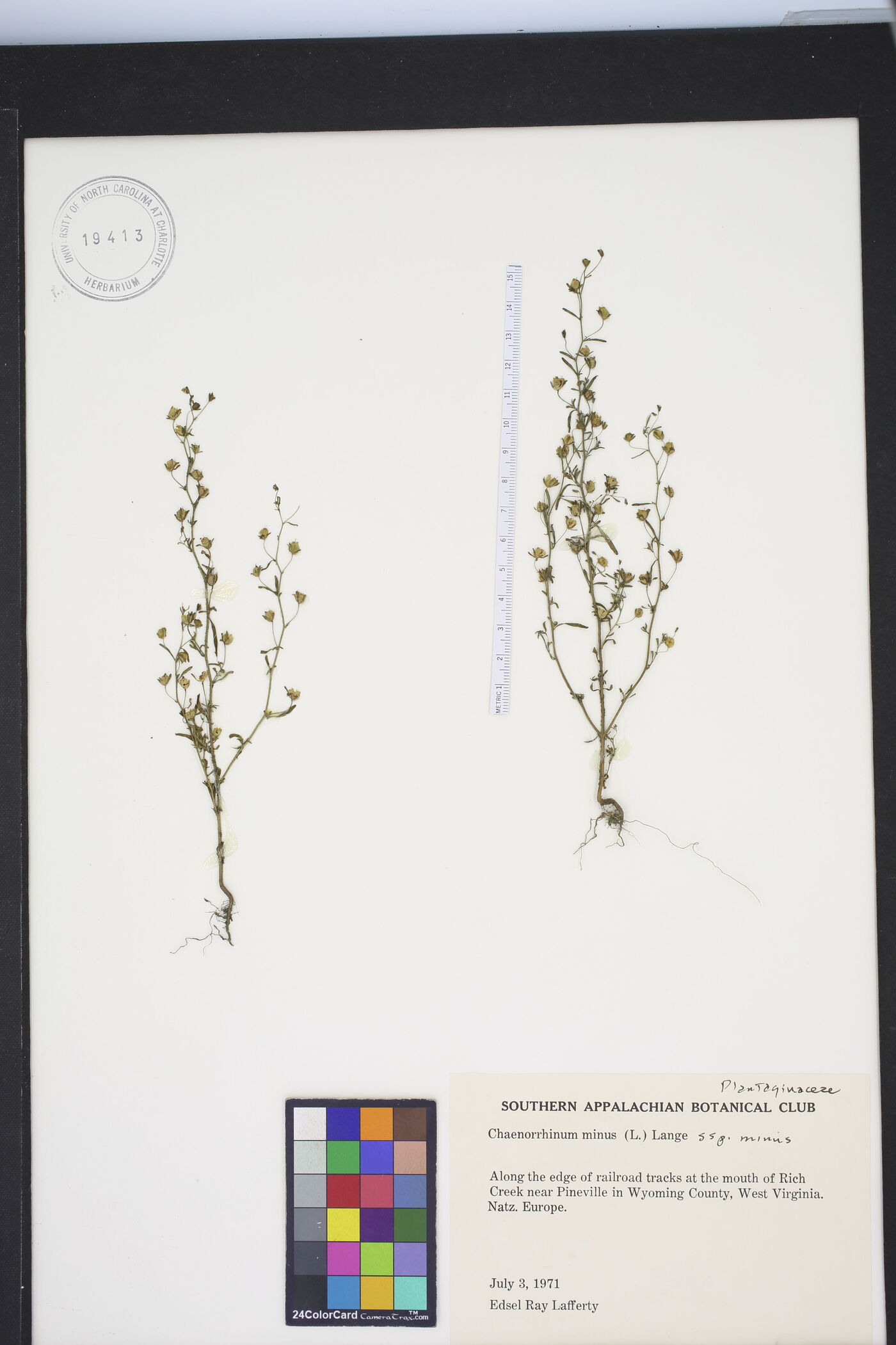 Chaenorhinum minus subsp. minus image