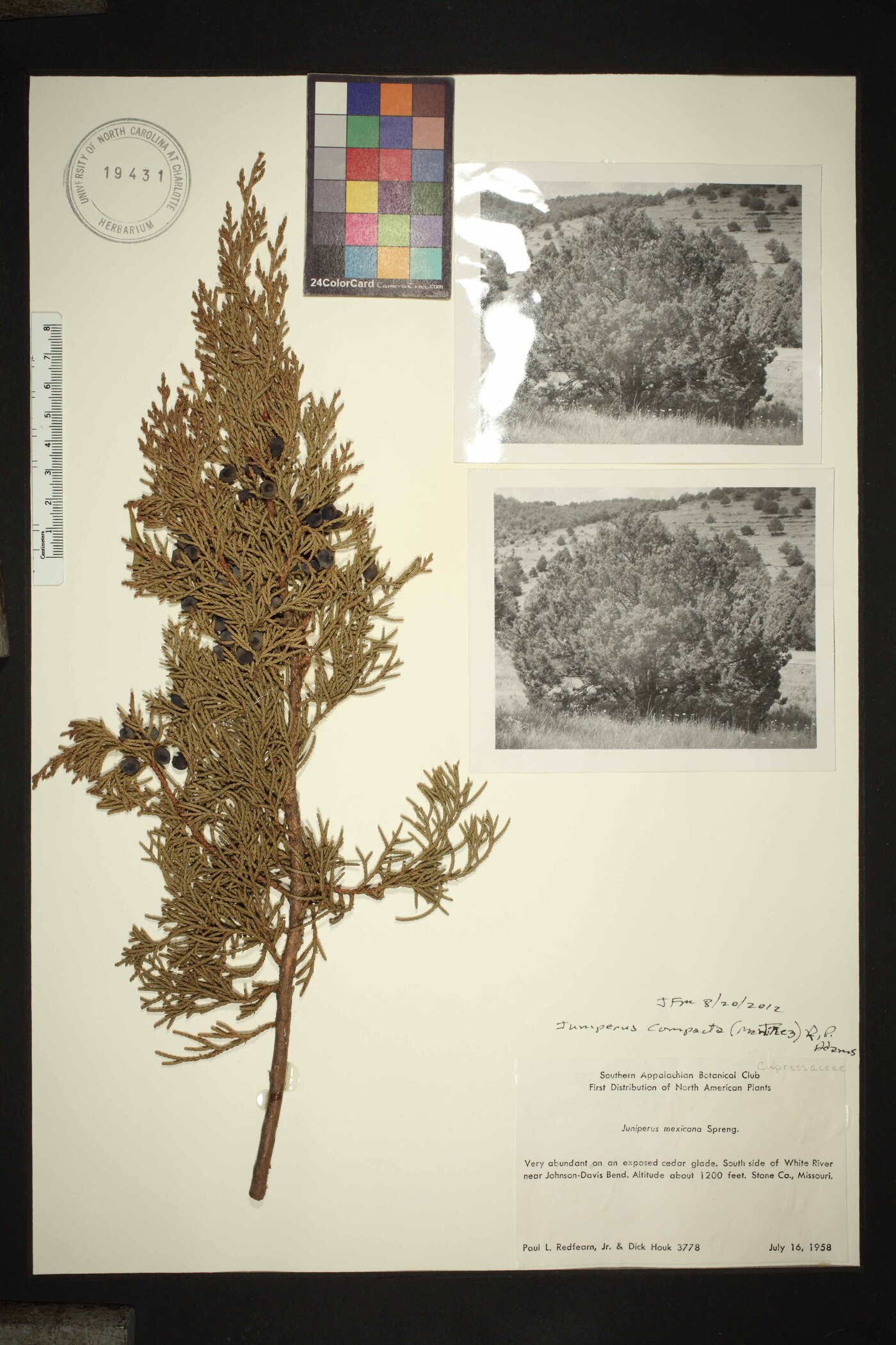 Juniperus compacta image