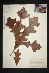 Quercus lyrata image