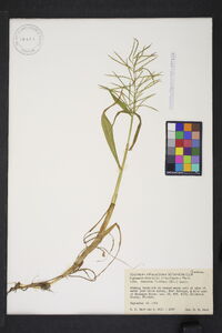 Paspalum fluitans image