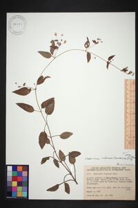 Steironema radicans image