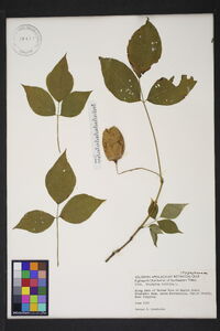 Staphylea trifolia image