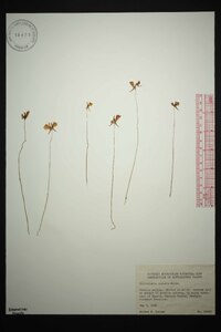 Utricularia cornuta image