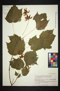 Acer spicatum image