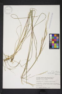 Schizachyrium scoparium var. scoparium image