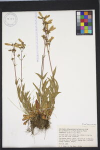 Penstemon hirsutus image