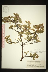 Ilex mucronata image