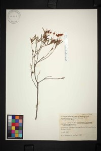Kalmia polifolia image
