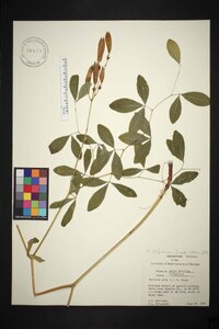 Baptisia albescens image