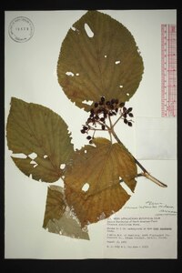 Viburnum lantanoides image