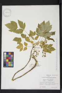 Xanthorhiza simplicissima image