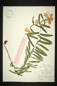 Asclepias tuberosa var. tuberosa image