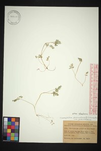 Chaerophyllum procumbens image