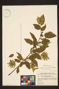 Carpinus caroliniana var. caroliniana image