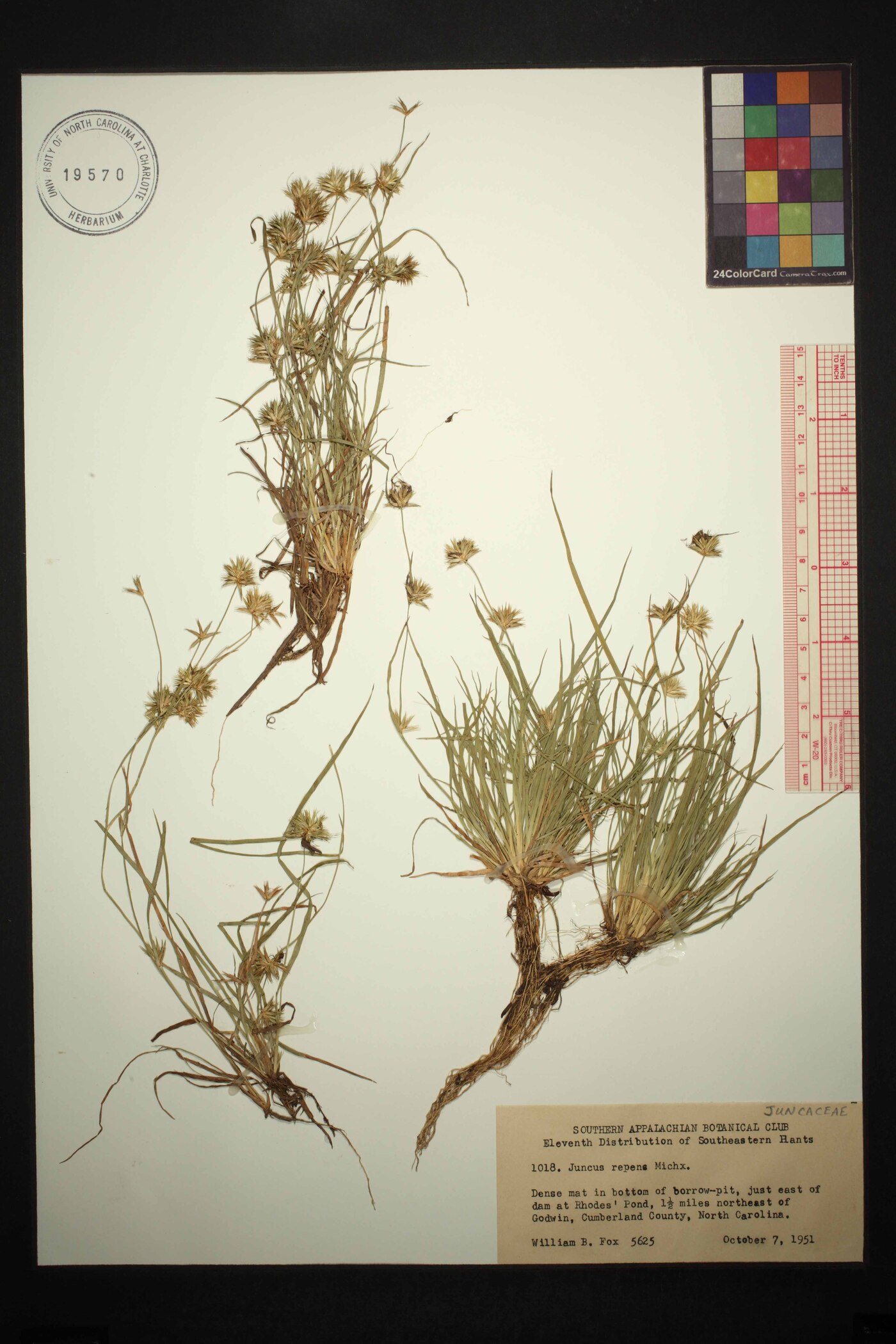 Juncus repens image