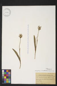 Platanthera clavellata image