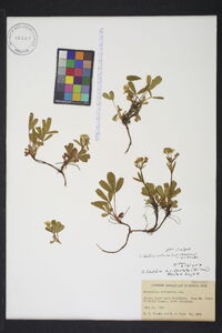 Sibbaldia procumbens image