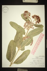 Asclepias speciosa image