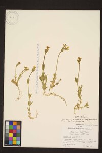 Cerastium arvense subsp. strictum image