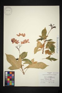 Jatropha integerrima image