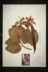 Bauhinia purpurea image