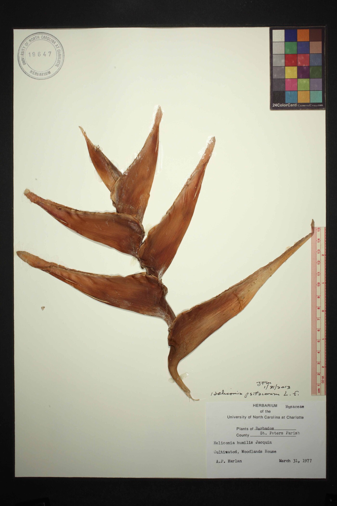 Heliconia psittacorum image