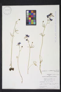 Delphinium nuttallianum image