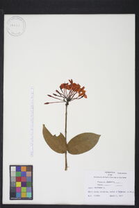 Ixora coccinea image