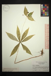 Medeola virginiana image