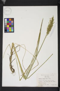 Glyceria obtusa image