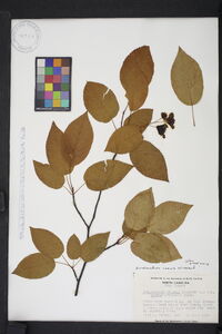 Amelanchier laevis image