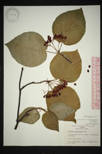 Viburnum lantanoides image