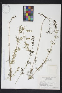 Galium verum image