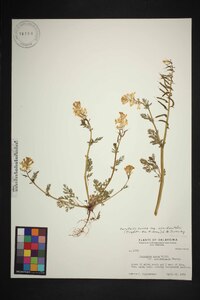 Corydalis aurea image